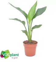 Strelitzia reginae (Vogelkopbloem, Witte paradijsvogelbloem) 40cm - afbeelding 2
