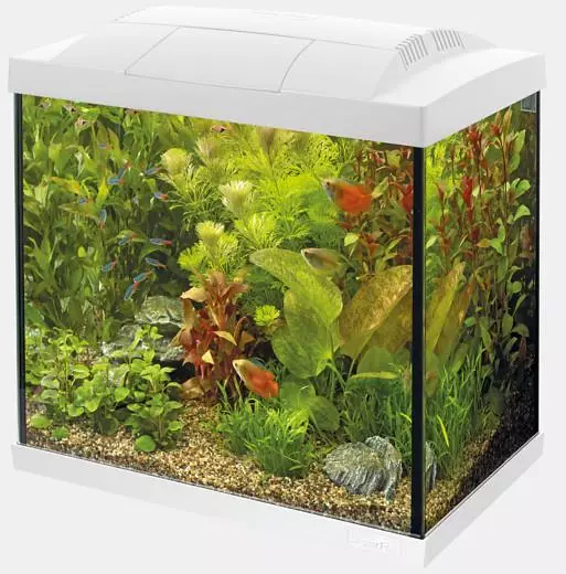 Proberen eerste draad Superfish aquarium Start 30 tropical kit wit kopen? - tuincentrum Osdorp :)