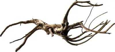 Superfish Black Spiderwood L