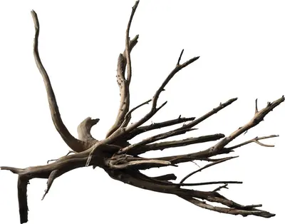 Superfish Black Spiderwood M