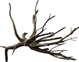 Superfish Black Spiderwood M kopen?