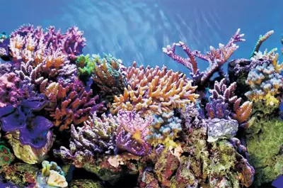 Superfish Deco poster a2 l60b49cm - afbeelding 1