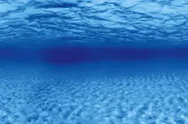 Superfish Deco poster f4 l120b49cm - afbeelding 2