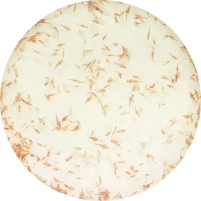 Superfish levende artemia 90ml - afbeelding 1