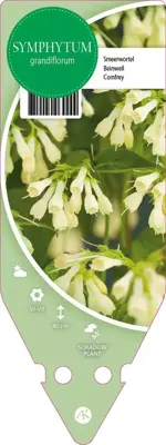 Symphytum Grandiflorum (Smeerwortel) - afbeelding 1