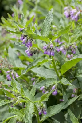 Symphytum officinale (Smeerwortel) - afbeelding 3