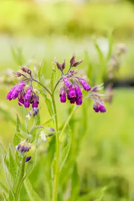 Symphytum officinale (Smeerwortel) - afbeelding 6