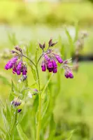 Symphytum officinale (Smeerwortel) - afbeelding 6