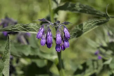 Symphytum officinale (Smeerwortel) - afbeelding 1
