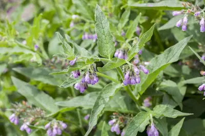 Symphytum officinale (Smeerwortel) - afbeelding 2