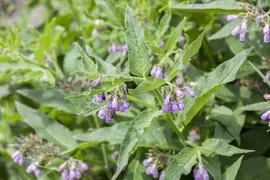 Symphytum officinale (Smeerwortel) - afbeelding 2