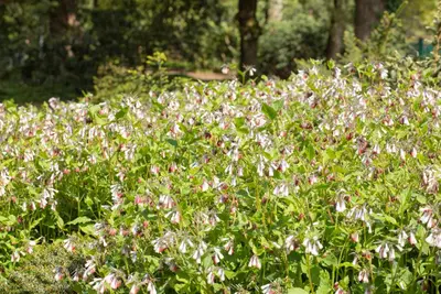 Symphytum officinale (Smeerwortel) - afbeelding 4