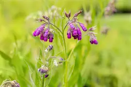 Symphytum officinale (Smeerwortel) - afbeelding 5