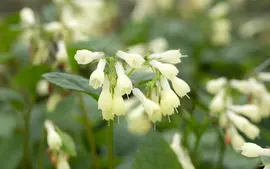 Symphytum (Smeerwortel) - afbeelding 5