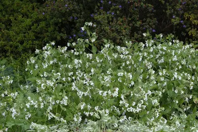 Symphytum (Smeerwortel) - afbeelding 2