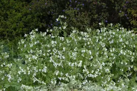 Symphytum (Smeerwortel) - afbeelding 2