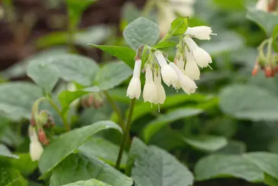 Symphytum (Smeerwortel) - afbeelding 4