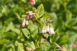 Symphytum (Smeerwortel) - afbeelding 7