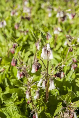 Symphytum (Smeerwortel) - afbeelding 1