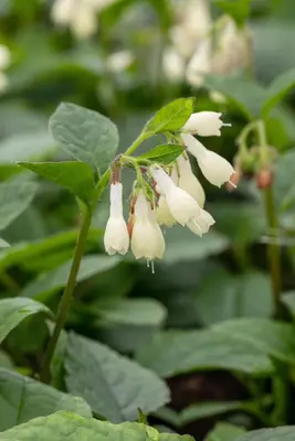 Symphytum (Smeerwortel) - afbeelding 3