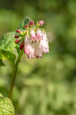 Symphytum (Smeerwortel) - afbeelding 6