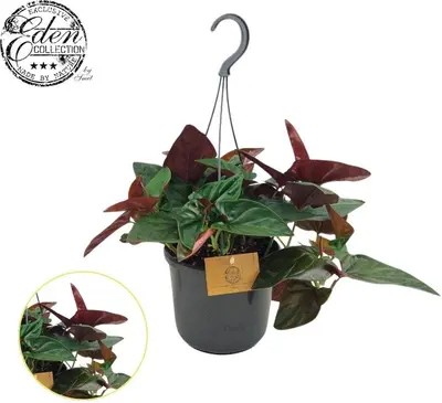 Syngonium 'Arrow' 17cm - afbeelding 1