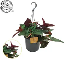 Syngonium 'Arrow' 17cm - afbeelding 1