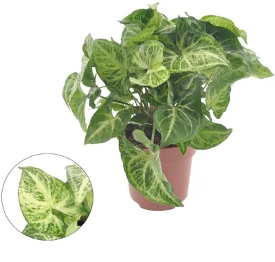Syngonium 'Arrow' 25cm - afbeelding 1