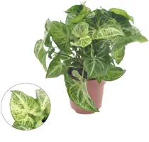 Syngonium 'Arrow' 25cm - afbeelding 1