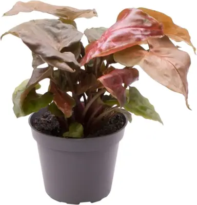Syngonium 'Maria' (Syngonium) 14cm - afbeelding 1