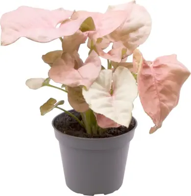 Syngonium 'Neon' 12cm - afbeelding 1