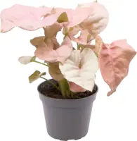 Syngonium 'Neon' 12cm - afbeelding 1