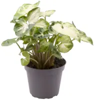 Syngonium 'Pixie' 12cm - afbeelding 1