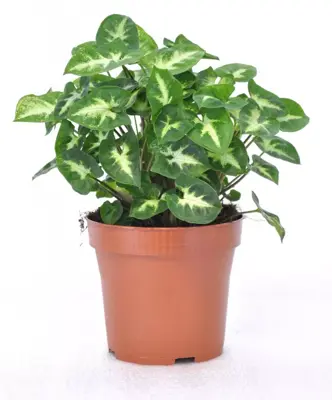 Syngonium 'Pixie' (Syngonium) 20cm - afbeelding 1