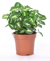 Syngonium 'Pixie' (Syngonium) 20cm - afbeelding 1