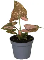 Syngonium podophyllum 'Pink Splash' (Aronskelken) 10cm - afbeelding 1