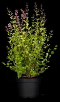 Syringa Bloomerang® 'Dark Purple' (Sering 'Bloomerang® 'Dark Purple'') - afbeelding 2