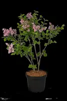 Syringa Bloomerang® 'Dark Purple' (Sering 'Bloomerang® 'Dark Purple'') - afbeelding 6