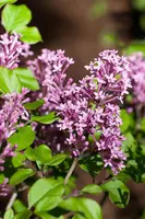 Syringa Bloomerang® 'Dark Purple' (Sering 'Bloomerang® 'Dark Purple'') - afbeelding 1