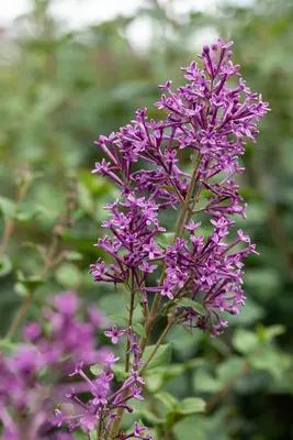 Syringa Bloomerang® 'Dark Purple' (Sering 'Bloomerang® 'Dark Purple'') - afbeelding 5