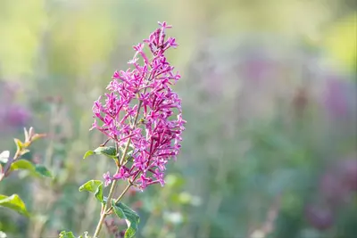 Syringa Bloomerang® 'Dark Purple' (Sering 'Bloomerang® 'Dark Purple'') - afbeelding 3