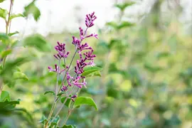 Syringa Bloomerang® 'Dark Purple' (Sering 'Bloomerang® 'Dark Purple'') - afbeelding 4