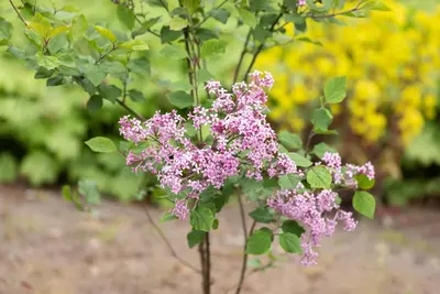 Syringa Bloomerang® 'Dark Purple' (Sering 'Bloomerang® 'Dark Purple'') - afbeelding 7
