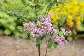 Syringa Bloomerang® 'Dark Purple' (Sering 'Bloomerang® 'Dark Purple'') - afbeelding 7