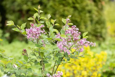 Syringa Bloomerang® 'Dark Purple' (Sering 'Bloomerang® 'Dark Purple'') - afbeelding 8