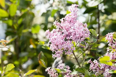 Syringa Bloomerang® 'Dark Purple' (Sering 'Bloomerang® 'Dark Purple'') - afbeelding 9