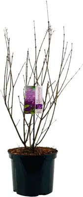 Syringa Bloomerang 'Dark Purple' (Seringen) 60cm - afbeelding 2