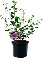 Syringa Bloomerang 'Dark Purple' (Seringen) 60cm - afbeelding 1