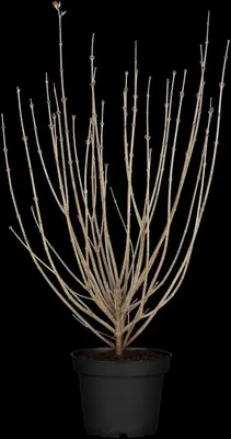 Syringa meyeri (Sering) - afbeelding 7