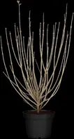 Syringa meyeri (Sering) - afbeelding 7